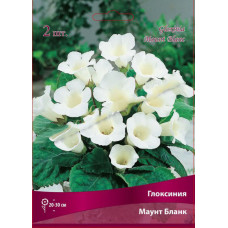 Глоксиния Маунт Бланк