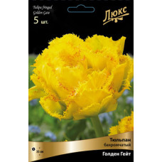 Тюльпан Голден Гейт (Серия ЛЮКС)