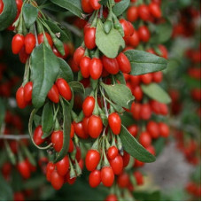 Годжи Биг Берри