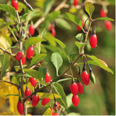 Годжи (лициум) Биг Лайфберри