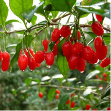 Годжи (Лициум) №1