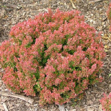 Барбарис Тунберга Голден Руби (Серия Люкс)