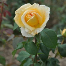 Роза плетистая Голден Элеганс