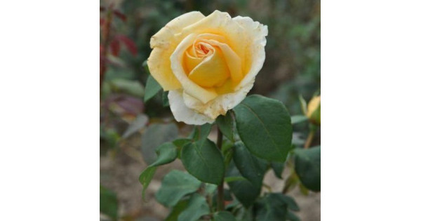 Роза голден элеганс фото и описание