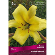Лилия Голден Сплендор (трубчатая)