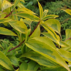 Форзиция промежуточная Голден Тайм