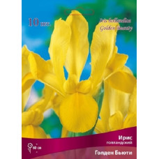 Ирис Голден Бьюти (голландский)