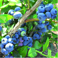 Голубика высокорослая Беркли