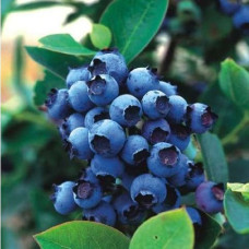 Голубика высокорослая Блюджей