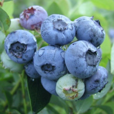 Голубика высокорослая Блюэтта