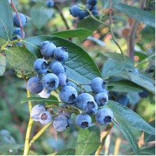 Голубика высокорослая Блюкроп