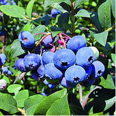 Голубика высокорослая Блюрей