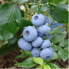 Голубика высокорослая Бонус