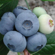 Голубика высокорослая Чандлер