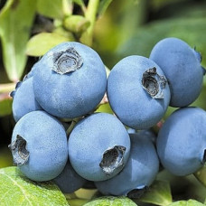 Голубика высокорослая Чентеклир