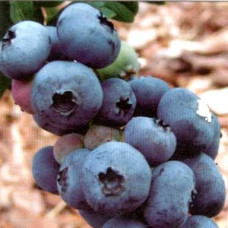 Голубика высокорослая Дарроу