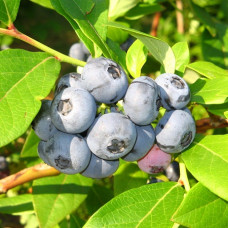 Голубика высокорослая Денис Блю