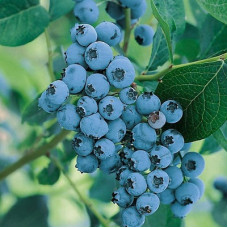 Голубика высокорослая Элизабет