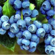 Голубика высокорослая Голдтраубе 71