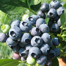 Голубика высокорослая Каз Плишка