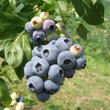 Голубика высокорослая Ханнас Чойс