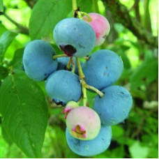 Голубика высокорослая Ковилл