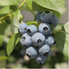 Голубика высокорослая Миддер