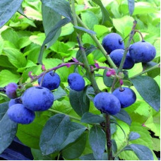 Голубика высокорослая Норт Блю