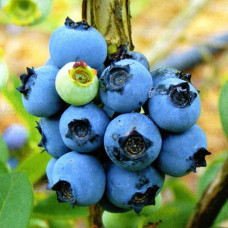 Голубика высокорослая Нортланд