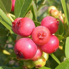 Голубика высокорослая Пинк Лимонад