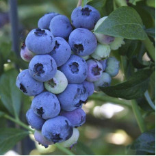 Голубика высокорослая Саншайн Блю