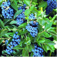 Голубика высокорослая Спартан