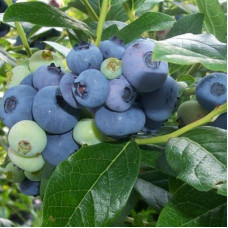 Голубика высокорослая Торо