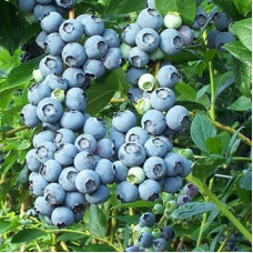 Голубика высокорослая Атлантик