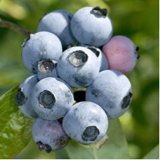 Голубика высокорослая Бонифаций