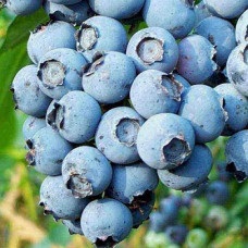 Голубика высокорослая Патриот