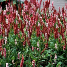 Горец родственный Дарджилин Ред  