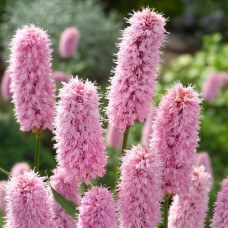 Горец змеиный Суперба  