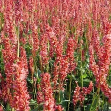 Горец стеблеобъемлющий (свечевидный) Ориндж Филд  