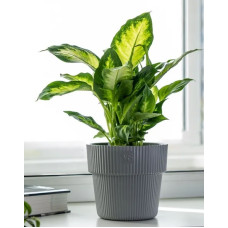 Горшок с дренажной системой Алемар VipSet (2,4 л и 4,8 л) серый