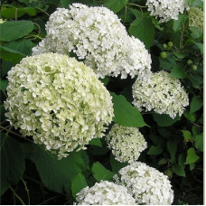Гортензия древовидная Баунти