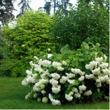 Гортензия древовидная Анабель