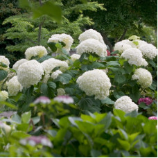 Гортензия древовидная Инкредибол (Серия Люкс)