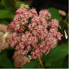 Гортензия древовидная Пинк Пинкушен