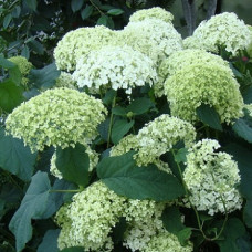 Гортензия древовидная Стерилис