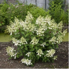 Гортензия метельчатая Биг Бен