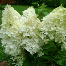 Гортензия метельчатая Дентель Де Горрон