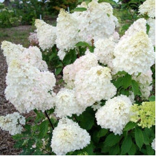 Гортензия метельчатая Диамантино 