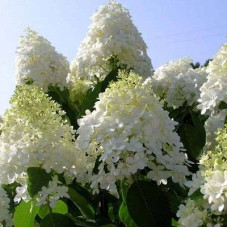 Гортензия метельчатая Долли