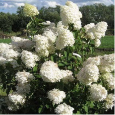 Гортензия метельчатая Фантом